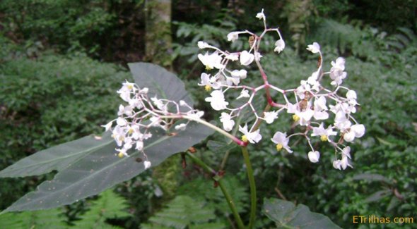 Turismo Sustentável orquídea Turismo Sustentável orquídea