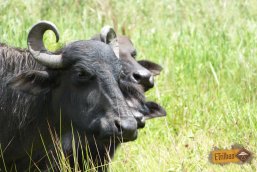 Búfalos no caminho para Cachoeira Erva Doce - Senges -PR - Vale do Itararé