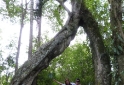 Árvore do amor - Senges -PR - Vale do Itararé